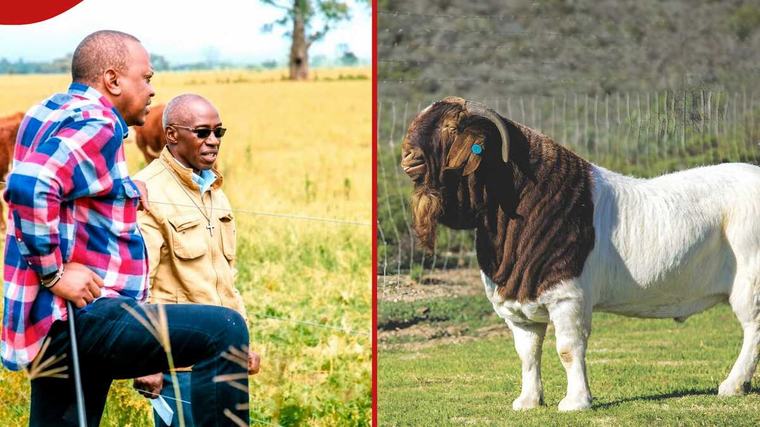 Kenyatta family's Gicheha farm lists pedigree animals for sale, shares prices