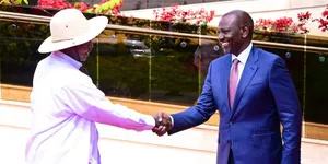 Kenya Turns to Uganda for Milk as Local Production Falls Short