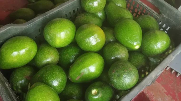 From 'dog fruit' to darling: India's avocado boom Demand for avocados is booming in India and local growers hope to grab more of the market.