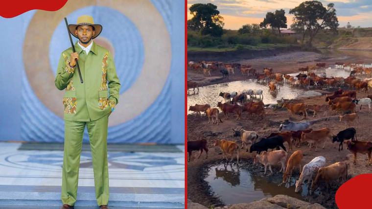 Charlene Ruto's Tanzanian fiancé, Isaya Yunge shows off herd of cattle he owns