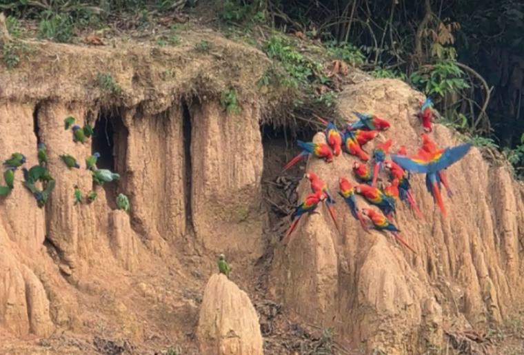 Inside Tambopata: Peru's Amazon Reserve Marks 26 Years of Record Biodiversity